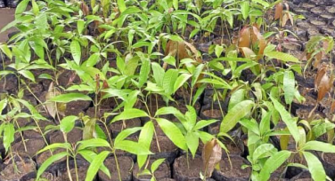 Distribution of New Batch of Seedlings